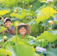 夏收过半，网友点赞